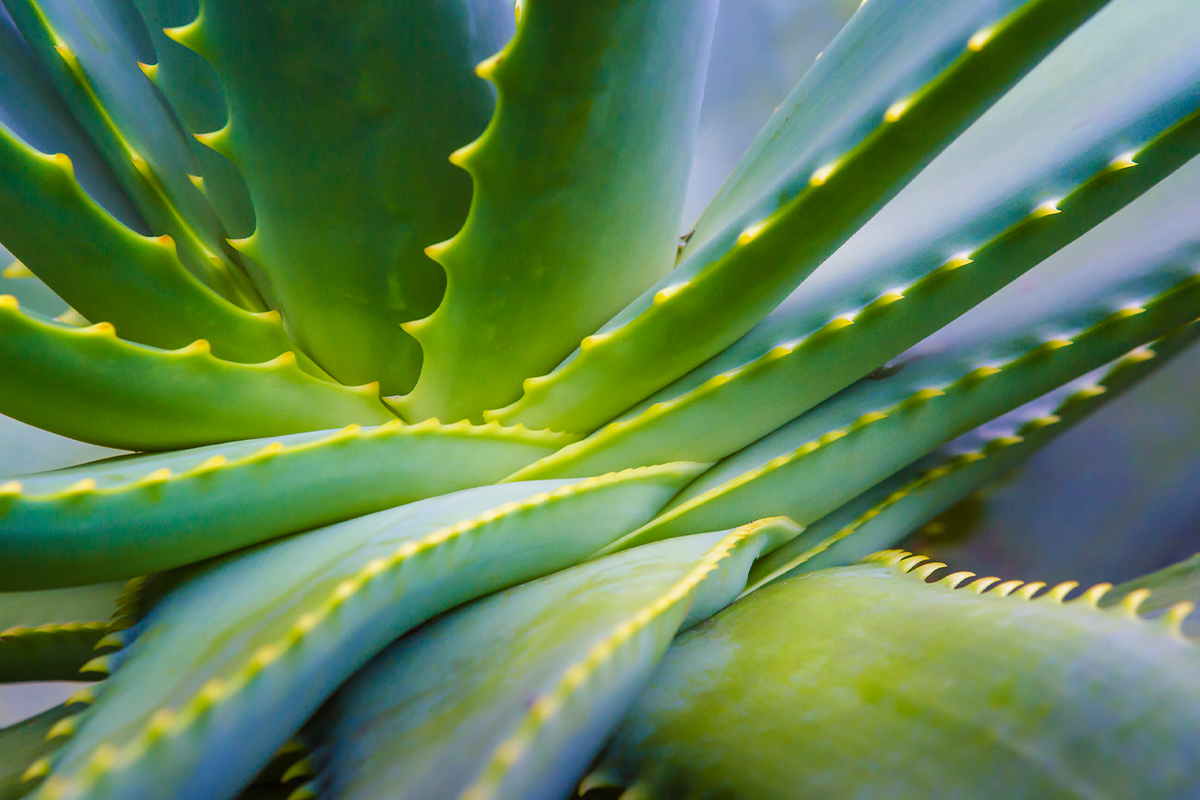 The Unique Power of Aloe Vera
