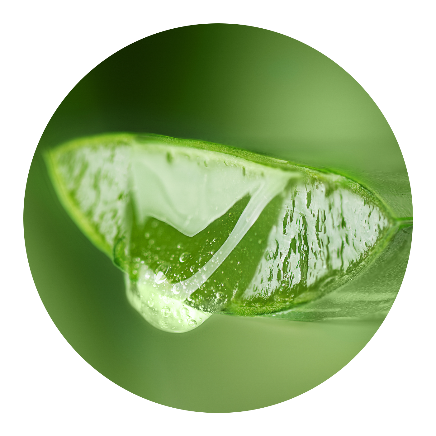 Close up of Aloe Vera leaf cut open with aloe gel coming out